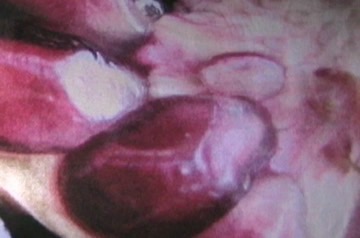 xenia_web-desktop_360